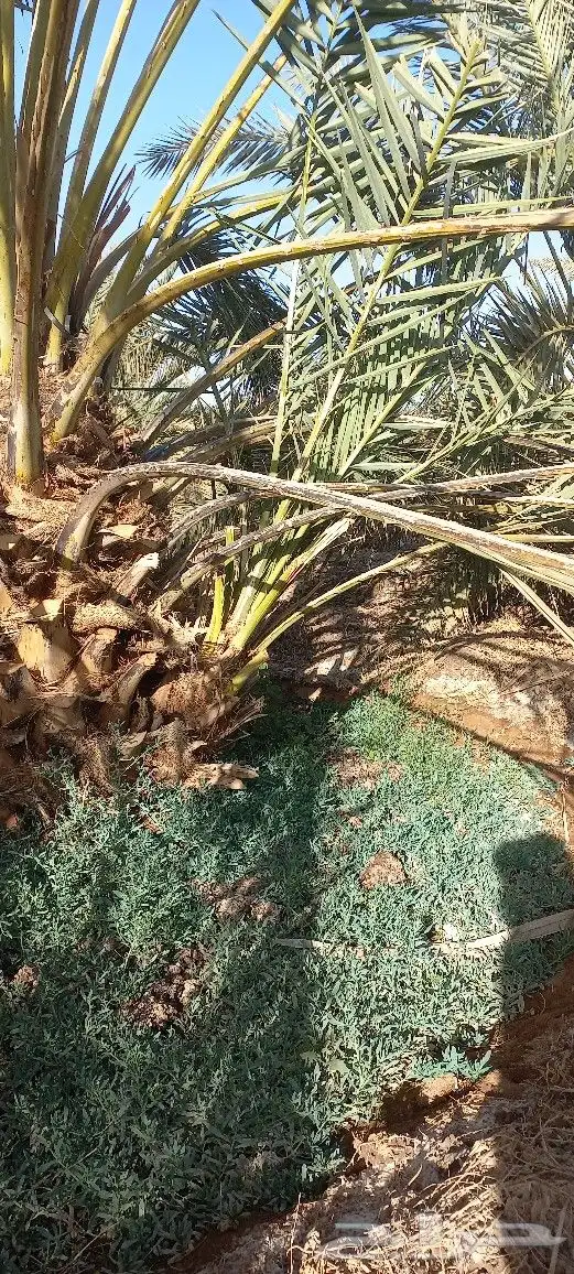فسائل عجوة صفاوي عنبرة 5