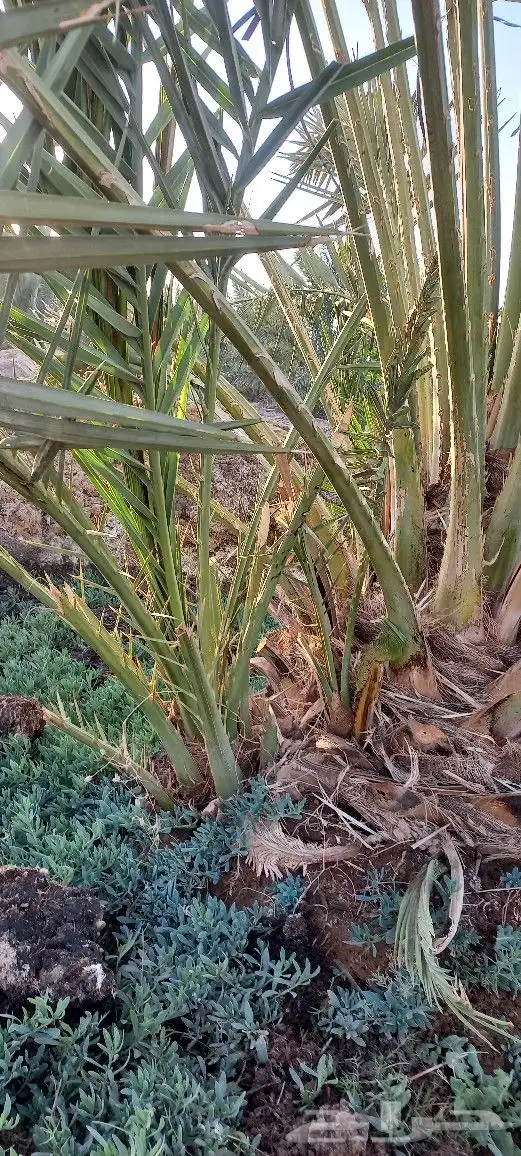 فسائل عجوة صفاوي عنبرة 4