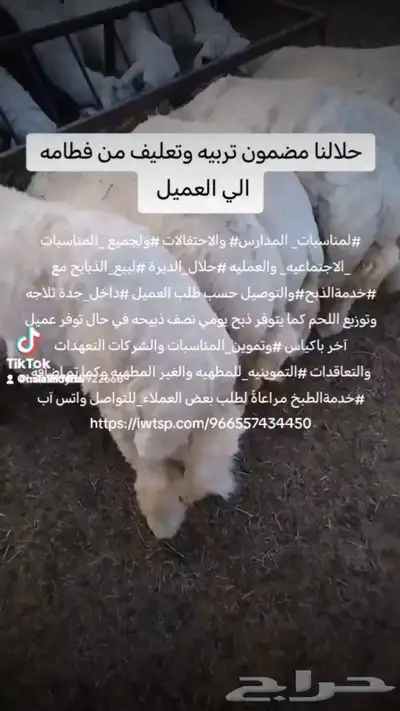 مزرعة ومراح حلال_الديرة  لبيع_الذبايح مع  خدمةالذبح والتوصي 8