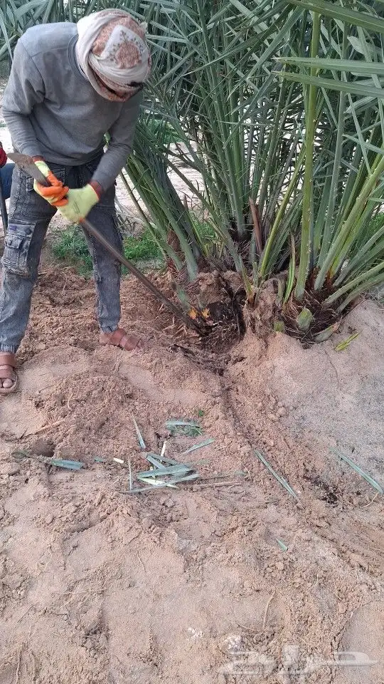 نخل. وشبك جميع المقاسات 0