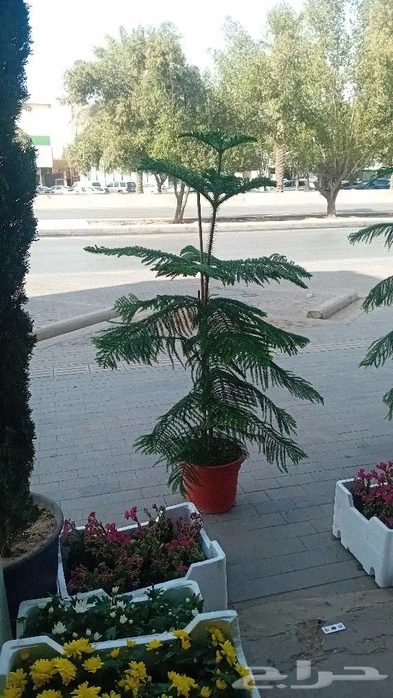 مزارع شتلات وقص الشجر وبيع الزهور وتلقيح النخل 9