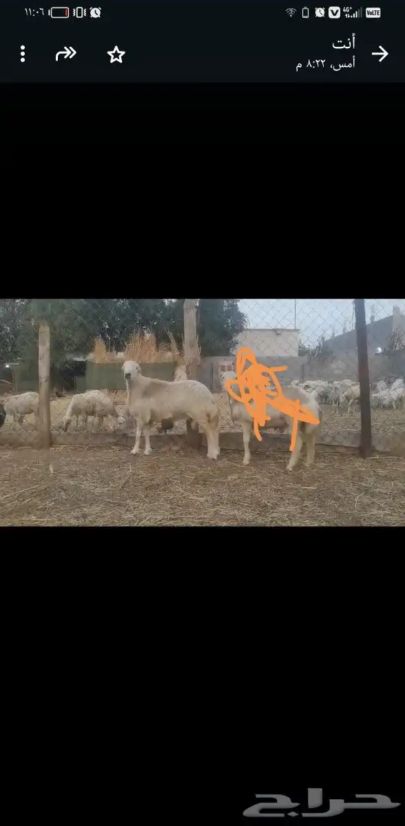 كبش ذبيحة 0