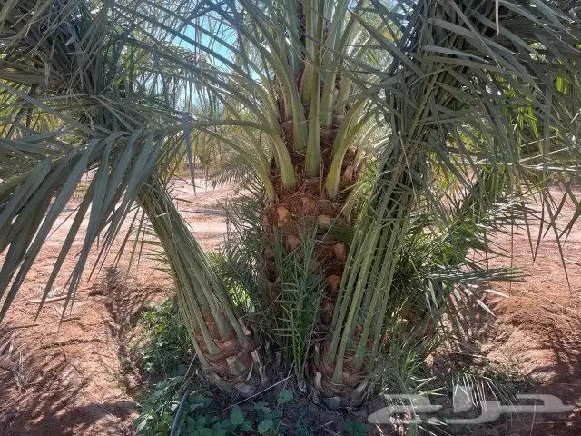 فسايل نخيل هلالي للبيع ج 5