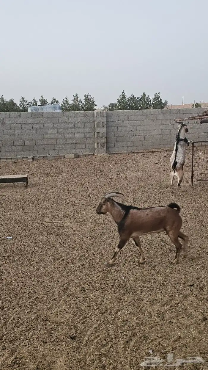 ولد وعل 0