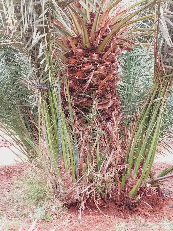 توجد لدينا جميع انواع النخيل المثمر والزينه جميع انواعها مقا 3
