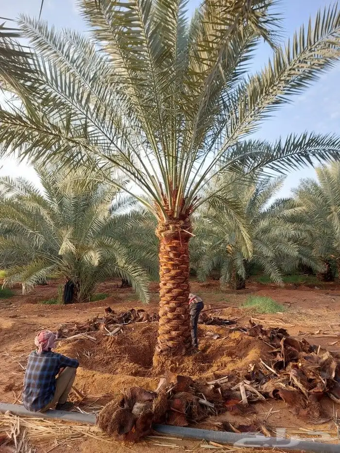 توجد لدينا جميع انواع النخيل المثمر والزينه جميع انواعها مقا 6