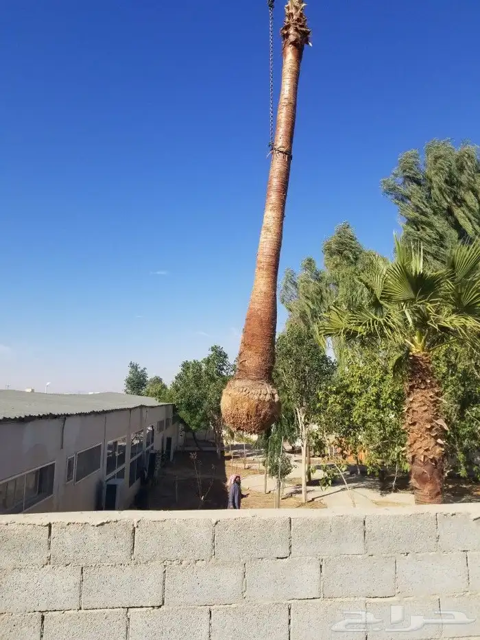 نخل واشنطونيا زينه 6