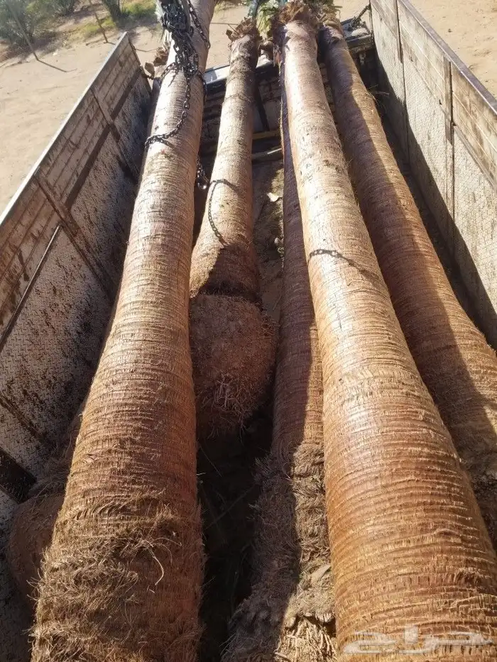 نخل واشنطونيا زينه 4