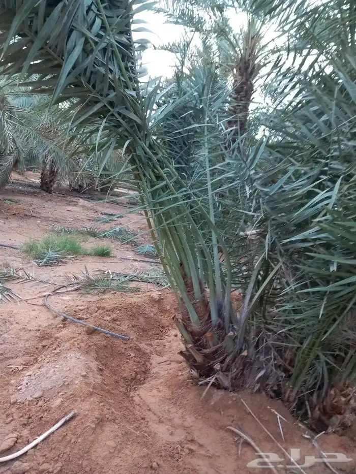 فسايل نخيل هلالي للبيع ج 4