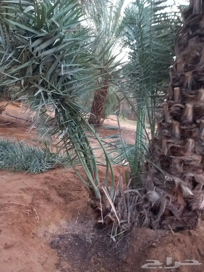 فسايل نخيل هلالي للبيع ج 7
