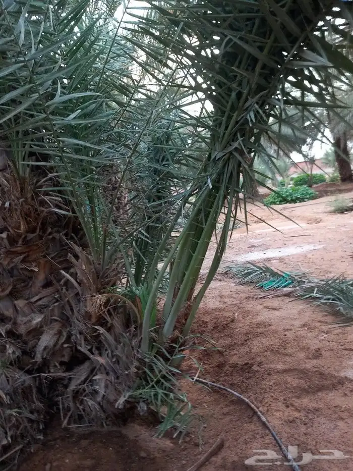 فسايل نخيل هلالي للبيع ج 2