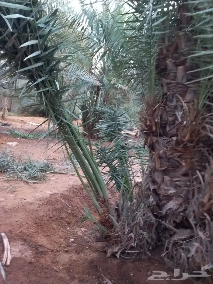 فسايل نخيل هلالي للبيع ج 8