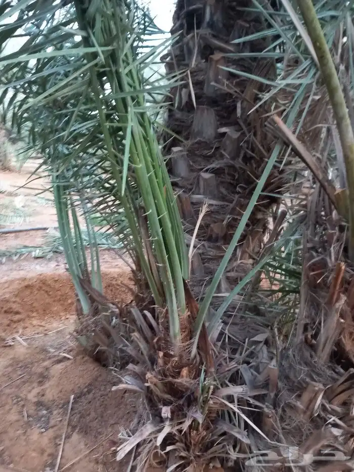 فسايل نخيل هلالي للبيع ج 3