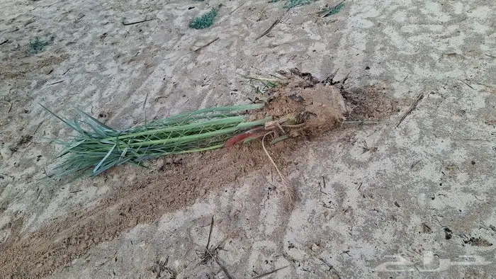 نخل. وشبك جميع المقاسات 1