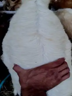 تيوس وخرفان محايل عسير يوجد توصيل 0