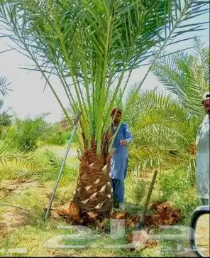 يوجد لدينا جميع انواع انخيل الفاخره للبيع كل المقاسات 3