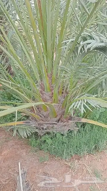 يوجد لدينا جميع انواع انخيل الفاخره للبيع كل المقاسات 4