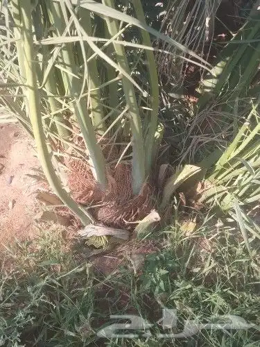 فسايل نخيل للبيع اخلاص وسكري وصقعي وأنواع اخرا 1
