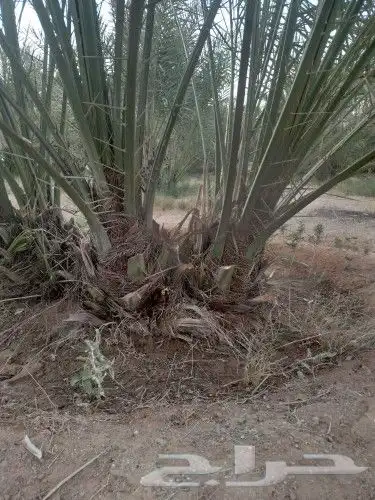 فسايل نخيل للبيع اخلاص وسكري وصقعي وأنواع اخرا 0