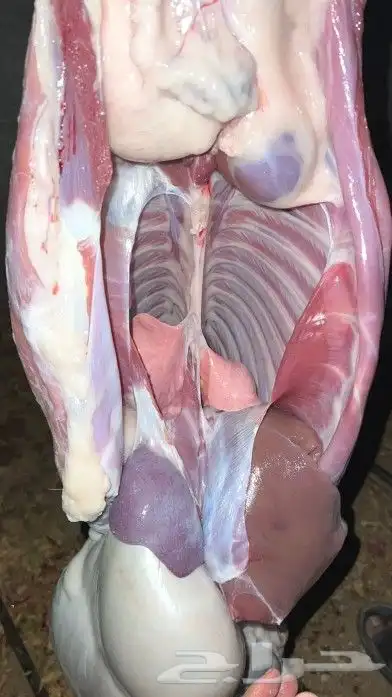 تيوس وخرفان محايل عسير يوجد توصيل 1