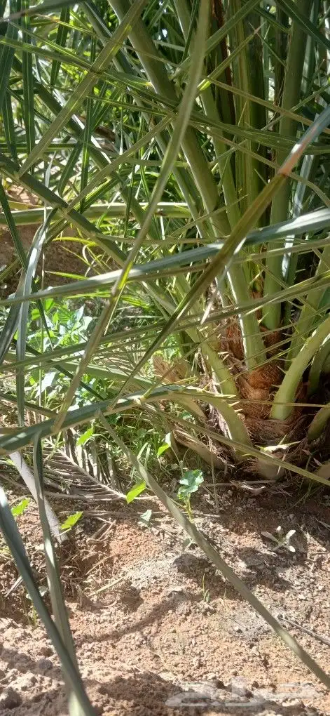 يتوفر جميع انواع الفروخ 1