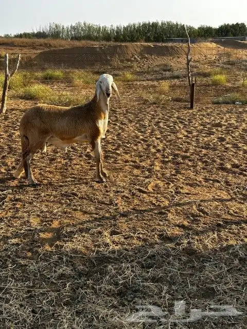 مشروع درماني معرف 3