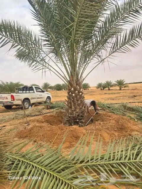 يوجد لدينا جميع انواع انخيل الفاخره للبيع كل المقاسات 2