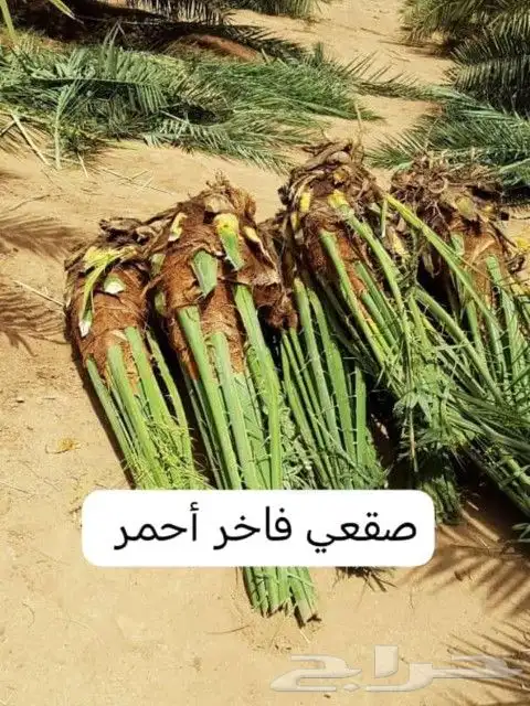 يوجد لدينا جميع انواع انخيل الفاخره للبيع كل المقاسات 6