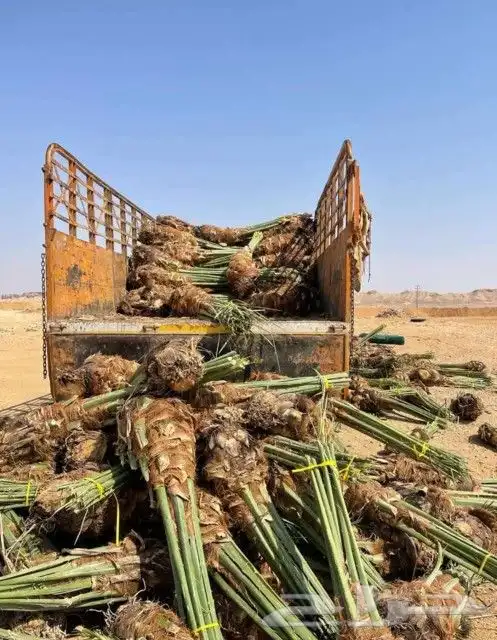 يوجد لدينا جميع انواع انخيل الفاخره للبيع كل المقاسات 5