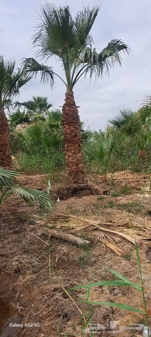 نخل للبيع عربي واشنطونيا جده مكه المكرمه الطايف 5