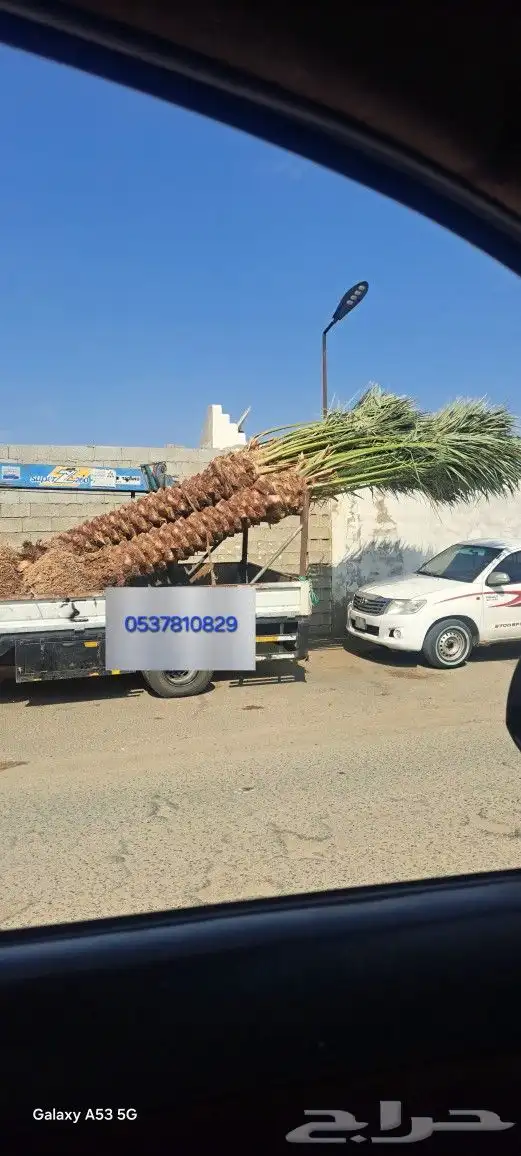 نخل للبيع عربي واشنطونيا جده مكه المكرمه الطايف 4