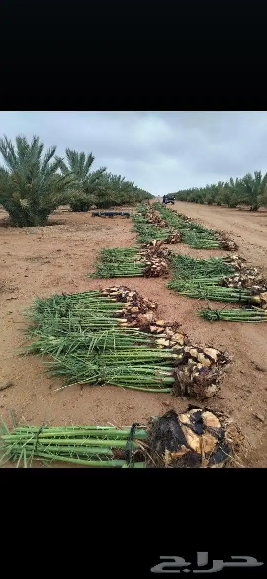 يتوفر جميع انواع الفروخ 0