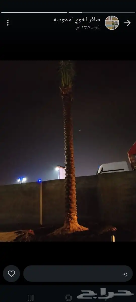 نخل للبيع عربي واشنطونيا جده مكه المكرمه الطايف 0