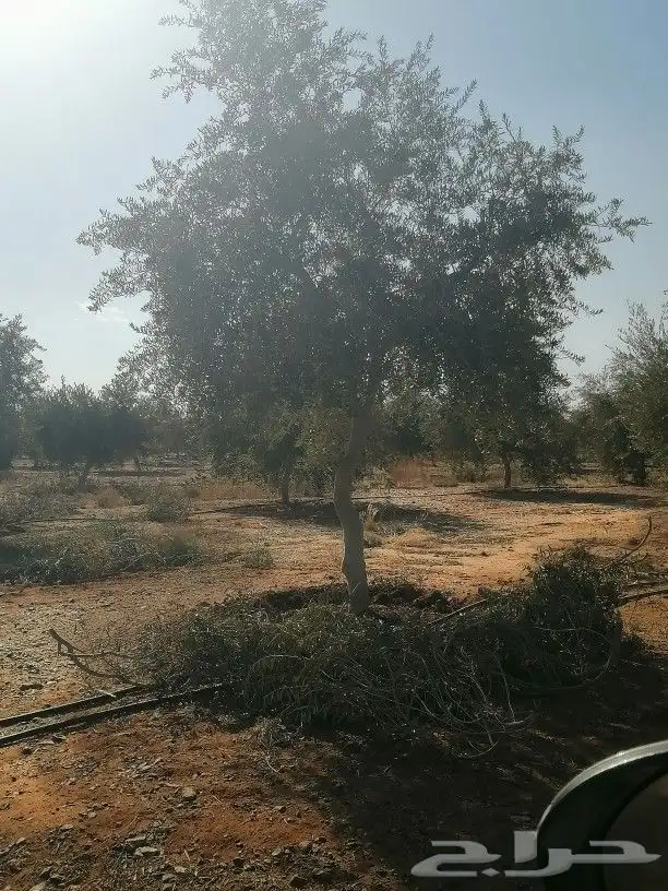 اشجار زيتون 9