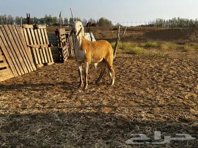 مشروع درماني معرف 1