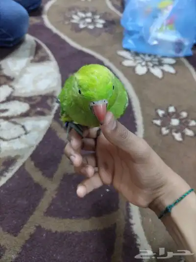 البيع الدرة اليفه ب 450 نفيه 2