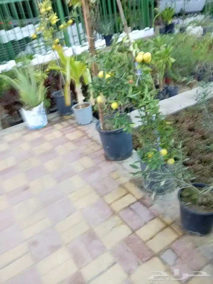 لزارعة وتنسيق الحدائق وجميع الأشجار المثمره والزينه والعشب 2