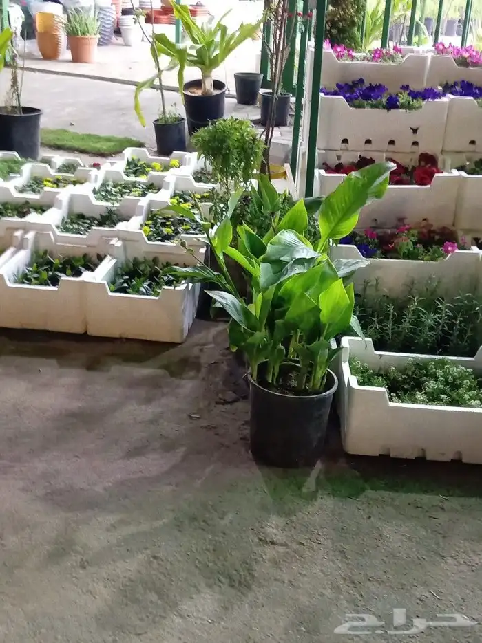 لزارعة وتنسيق الحدائق وجميع الأشجار المثمره والزينه والعشب 3