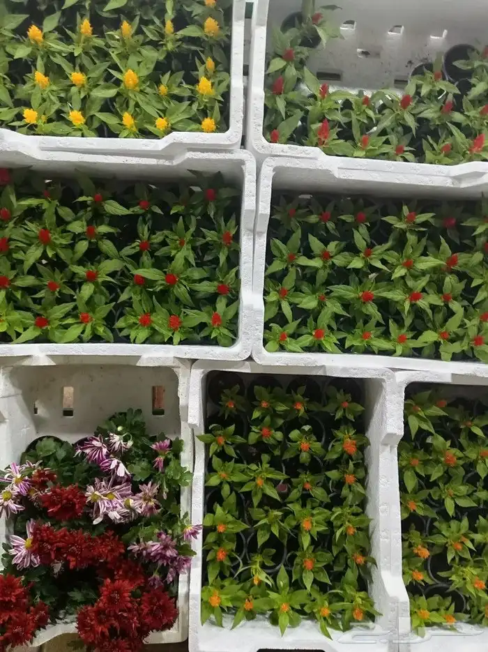 لزارعة وتنسيق الحدائق وجميع الأشجار المثمره والزينه والعشب 1
