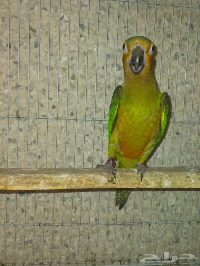 برون ثرونتد كنيور 0