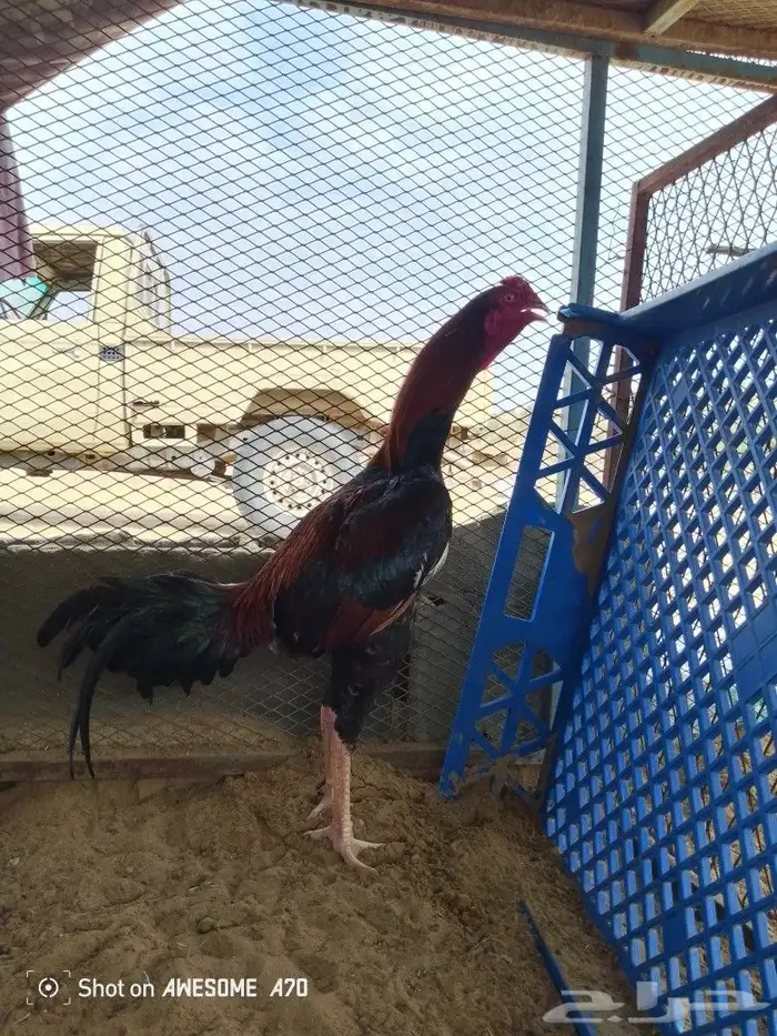للبيع 0