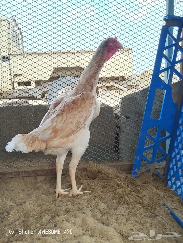للبيع 2
