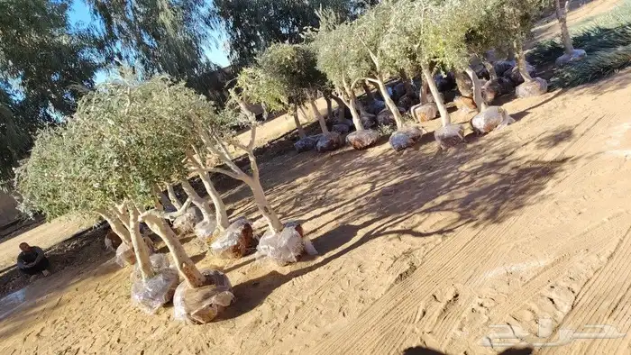 ابو عبدالله لتوريد جميع الاشجار ونخيل 3