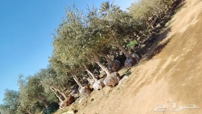 ابو عبدالله لتوريد جميع الاشجار ونخيل 1