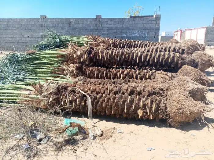 نخل للبيع جده مكه بجميع المقاسات لقاح نخل تشويك وتلقيح 4
