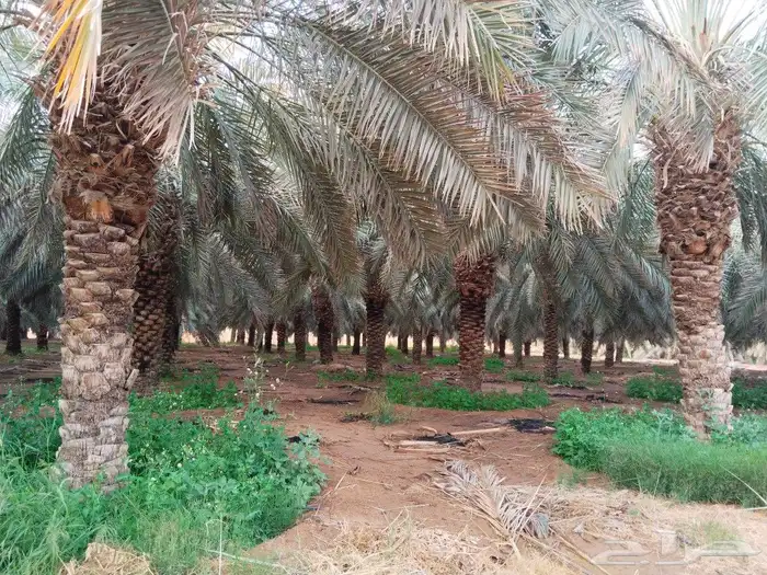 نخيل مثمر للبيع جثايث وفسائل و نقايل نخيل واشنطني وأشجار 4