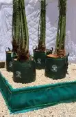نخيل مثمر للبيع نخيل جثايث و فسائل ونقايل و نخيل واشنطني 6