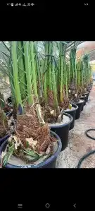 نخيل مثمر للبيع نخيل جثايث و فسائل ونقايل و نخيل واشنطني 7