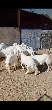 عرض يوم التأسيس ذبايح ثلاجه 3
