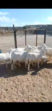 عرض يوم التأسيس ذبايح ثلاجه 1